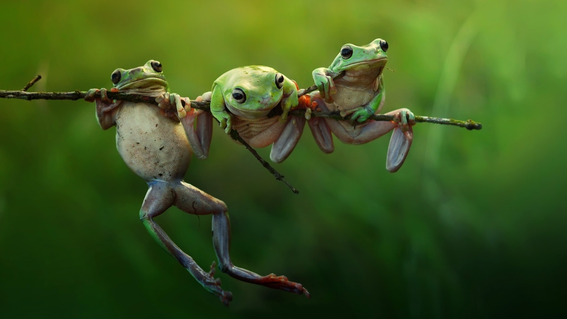 Three Frogs on a Branch for 1920 x 1080 HDTV 1080p resolution