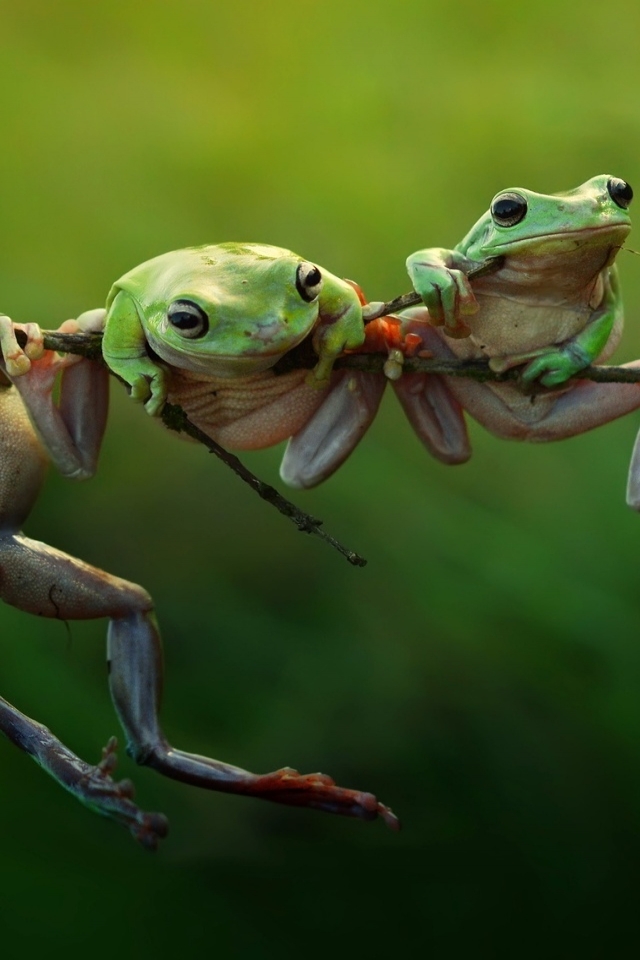 Three Frogs on a Branch for 640 x 960 iPhone 4 resolution