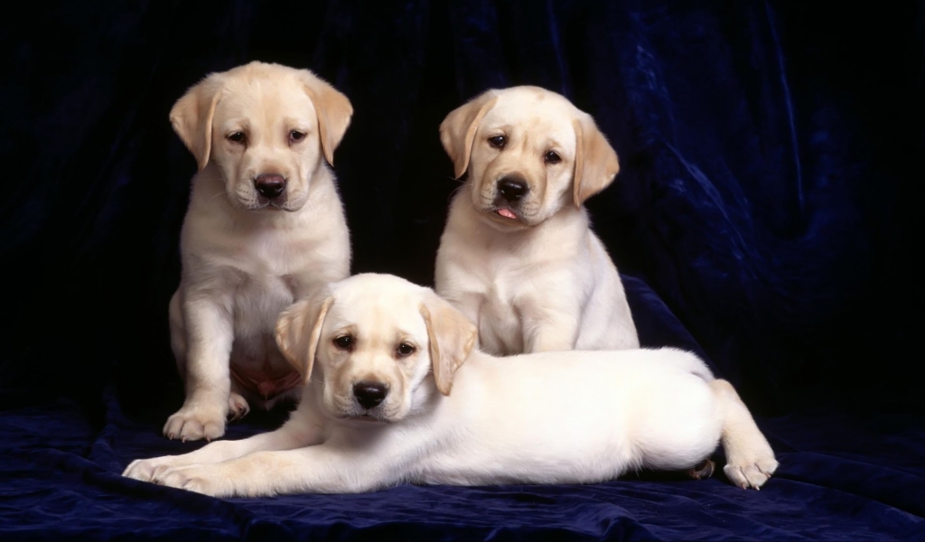 Three Labradors for 1024 x 600 widescreen resolution