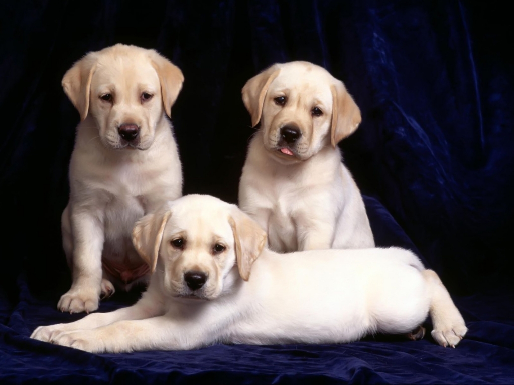 Three Labradors for 1024 x 768 resolution