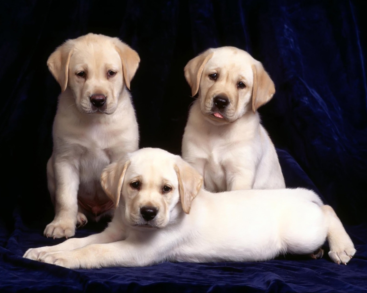 Three Labradors for 1280 x 1024 resolution
