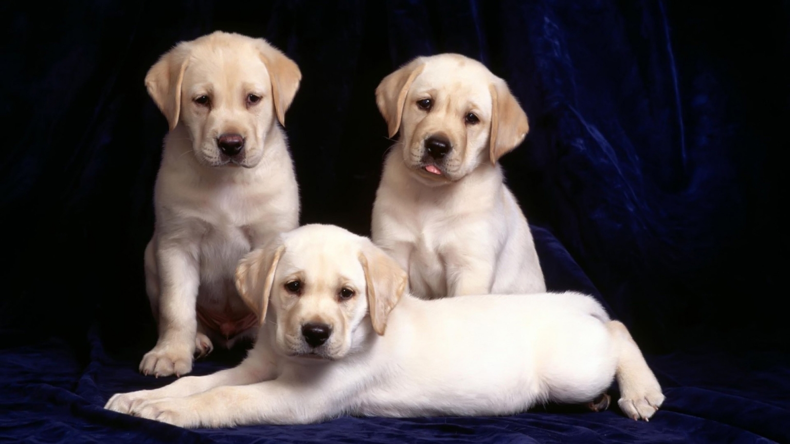 Three Labradors for 1536 x 864 HDTV resolution