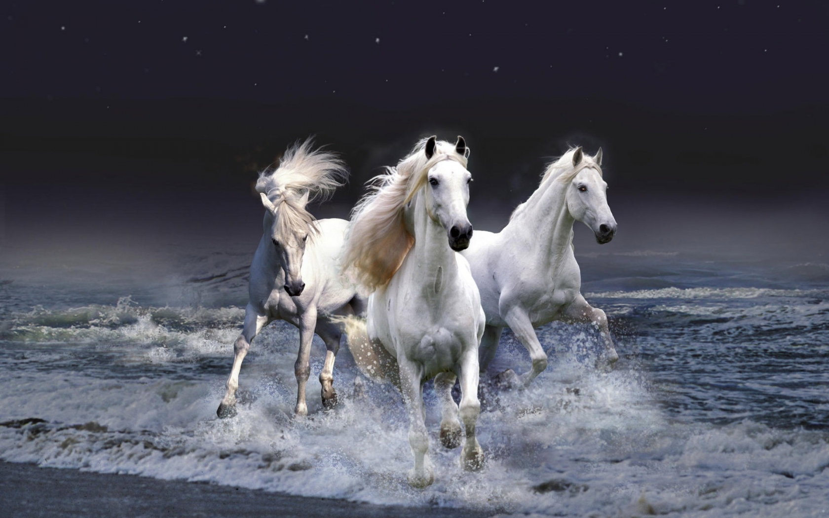 Three White Horses for 1680 x 1050 widescreen resolution