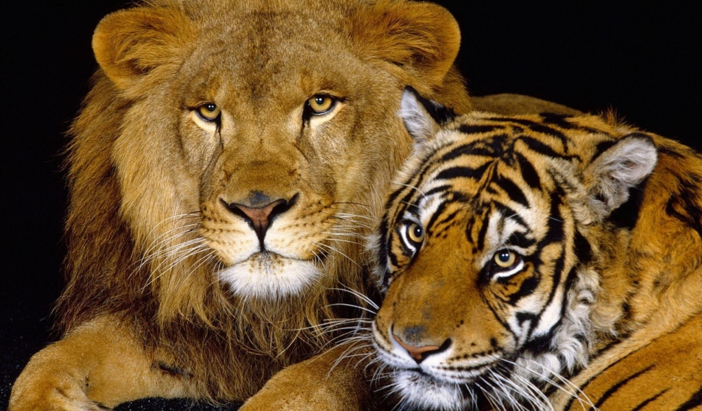 Tiger and Lion for 1024 x 600 widescreen resolution