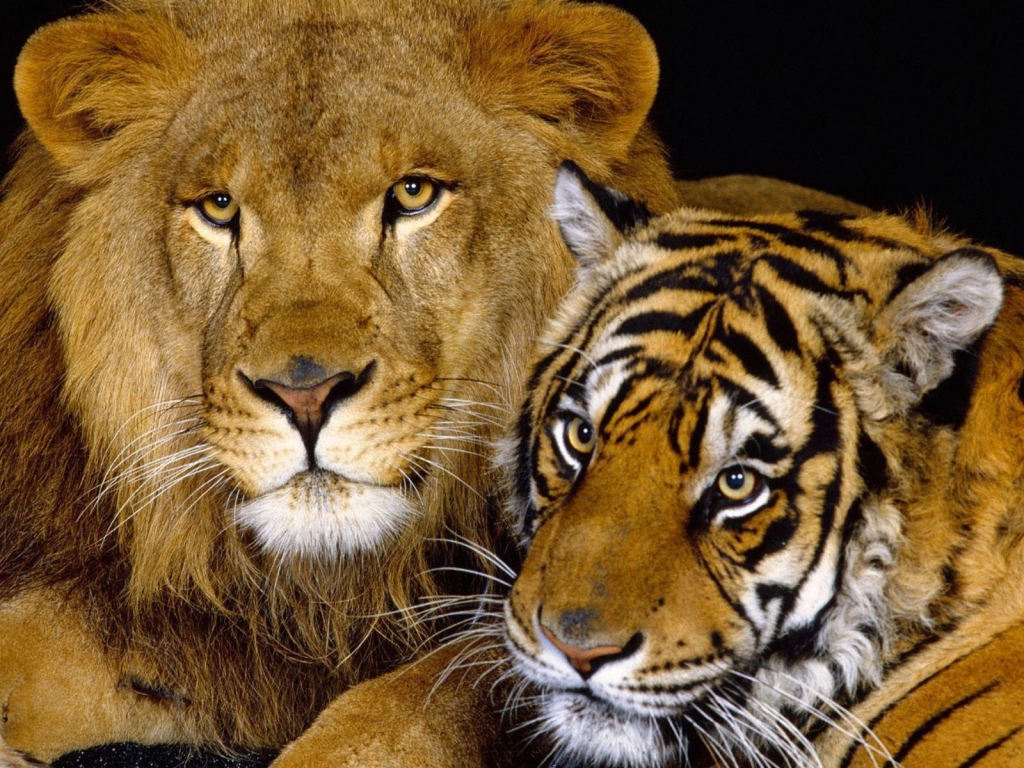 Tiger and Lion for 1024 x 768 resolution