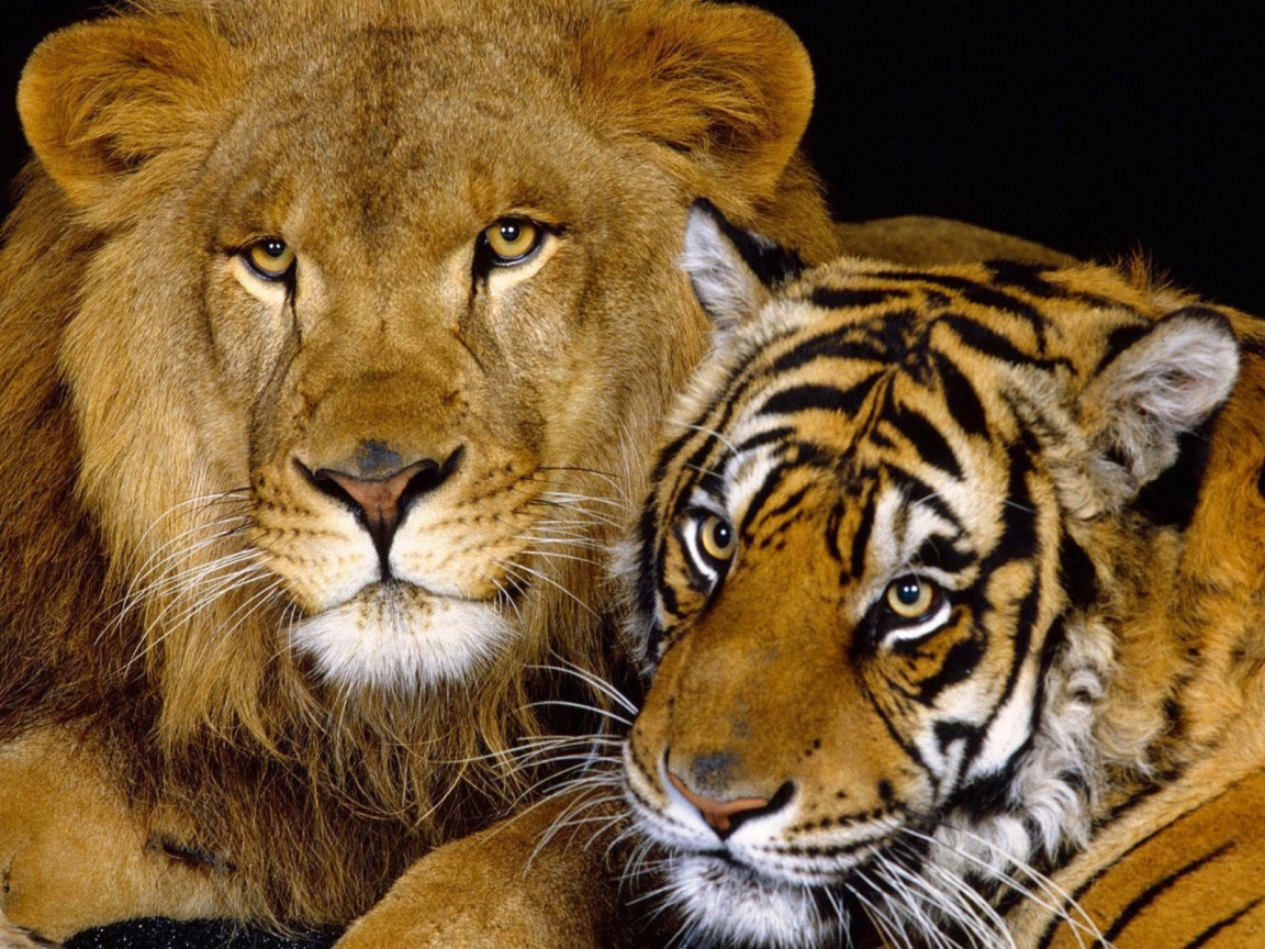 Tiger and Lion for 1152 x 864 resolution
