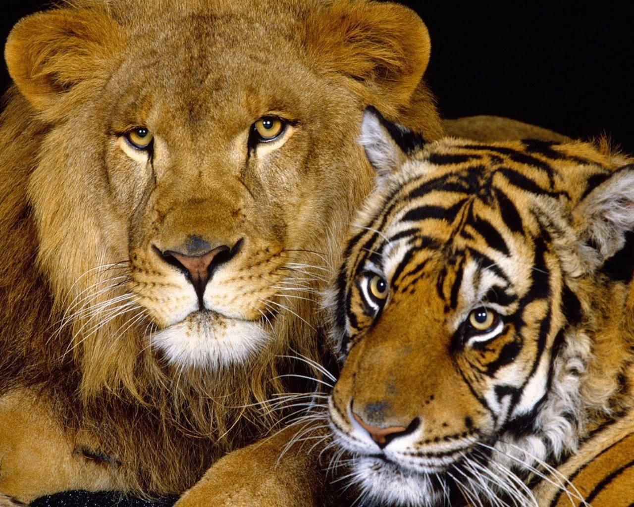Tiger and Lion for 1280 x 1024 resolution