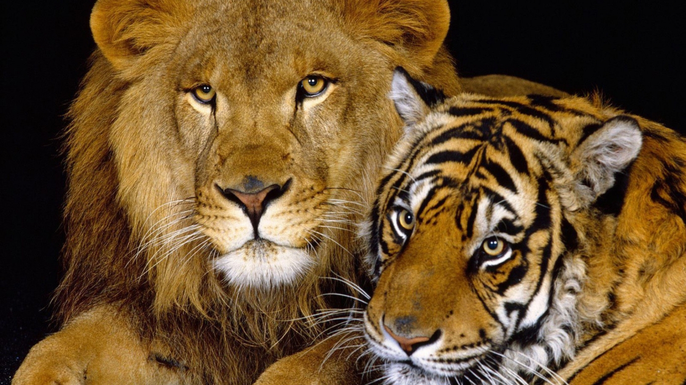 Tiger and Lion for 1366 x 768 HDTV resolution