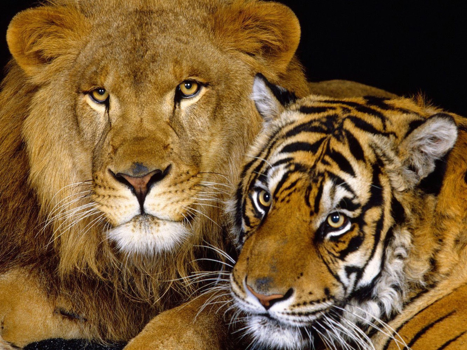 Tiger and Lion for 1600 x 1200 resolution