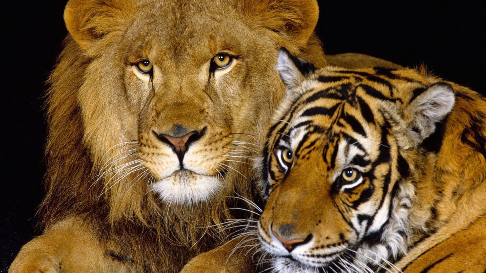 Tiger and Lion for 1920 x 1080 HDTV 1080p resolution