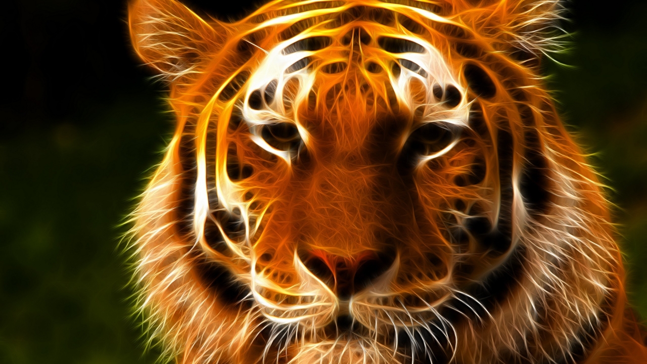Tiger Face Art for 1280 x 720 HDTV 720p resolution