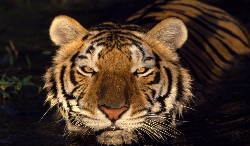 Tiger Head for 1024 x 600 widescreen resolution