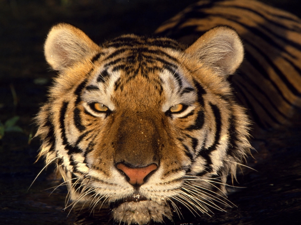 Tiger Head for 1024 x 768 resolution