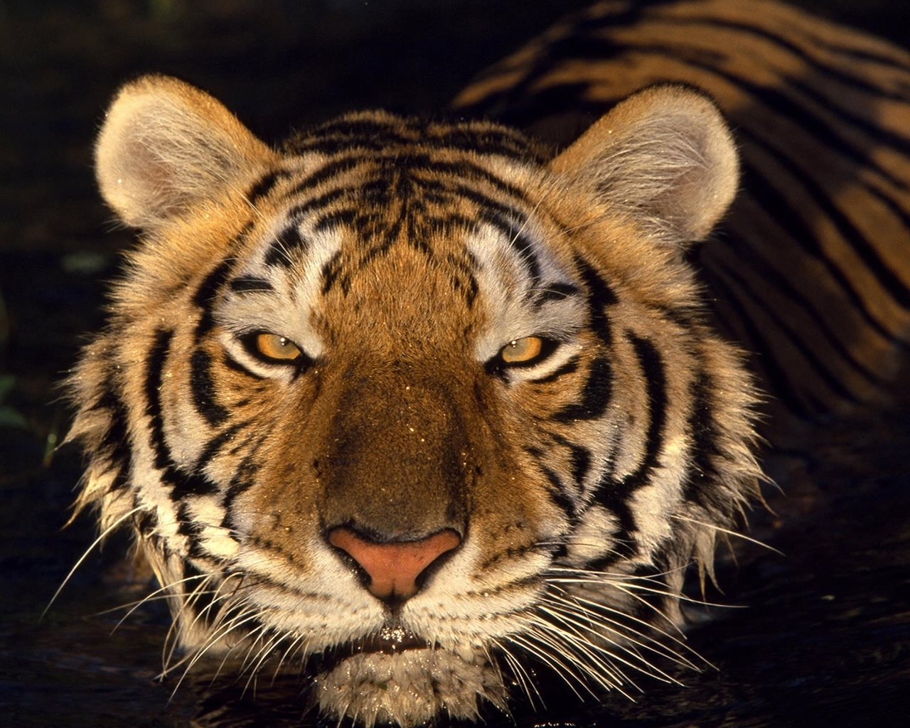 Tiger Head for 1280 x 1024 resolution