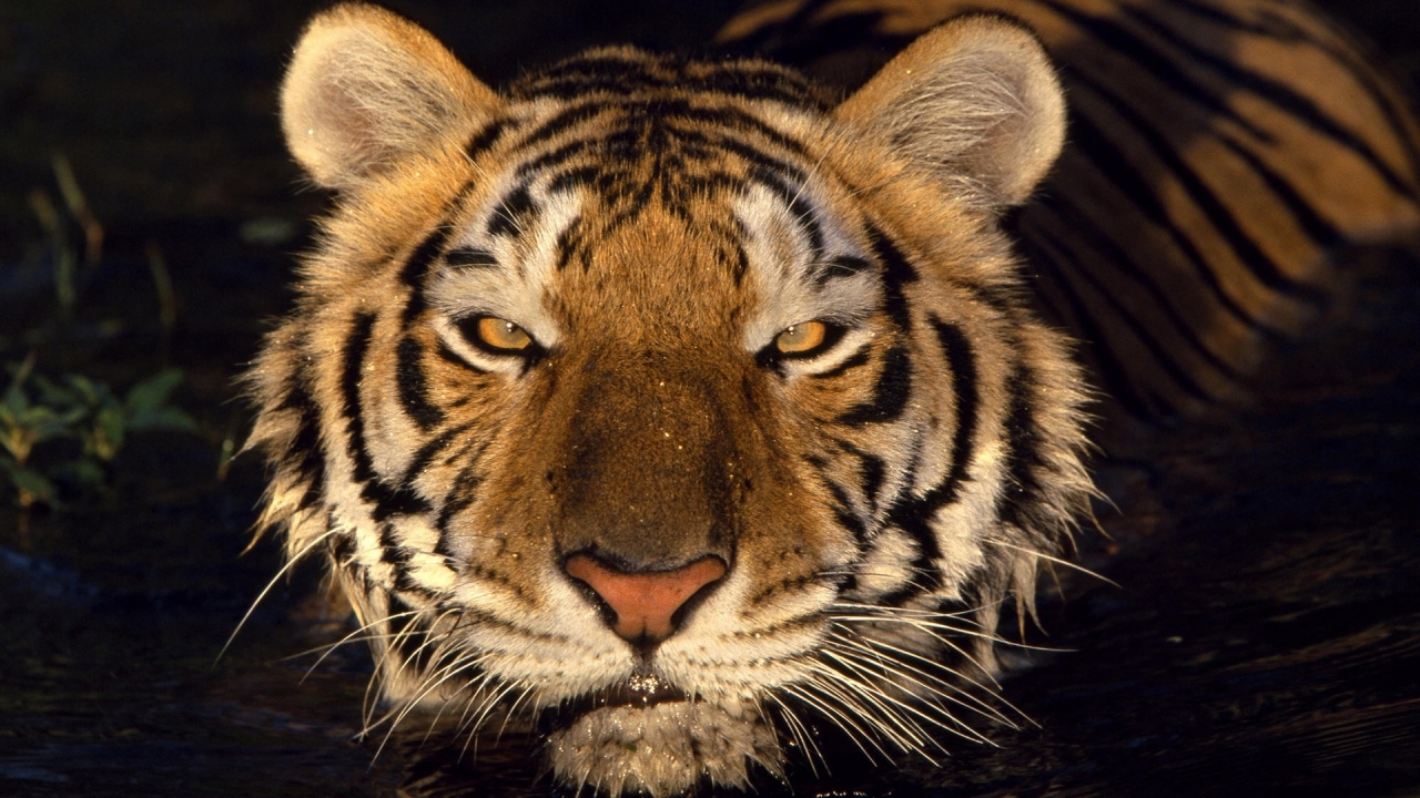 Tiger Head for 1280 x 720 HDTV 720p resolution