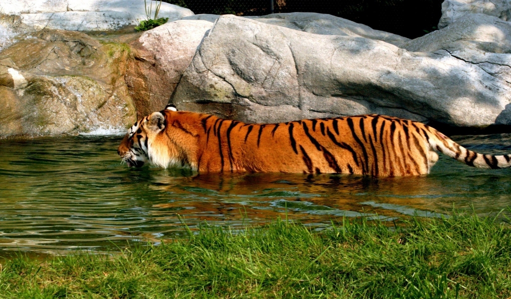 Tiger in Water for 1024 x 600 widescreen resolution