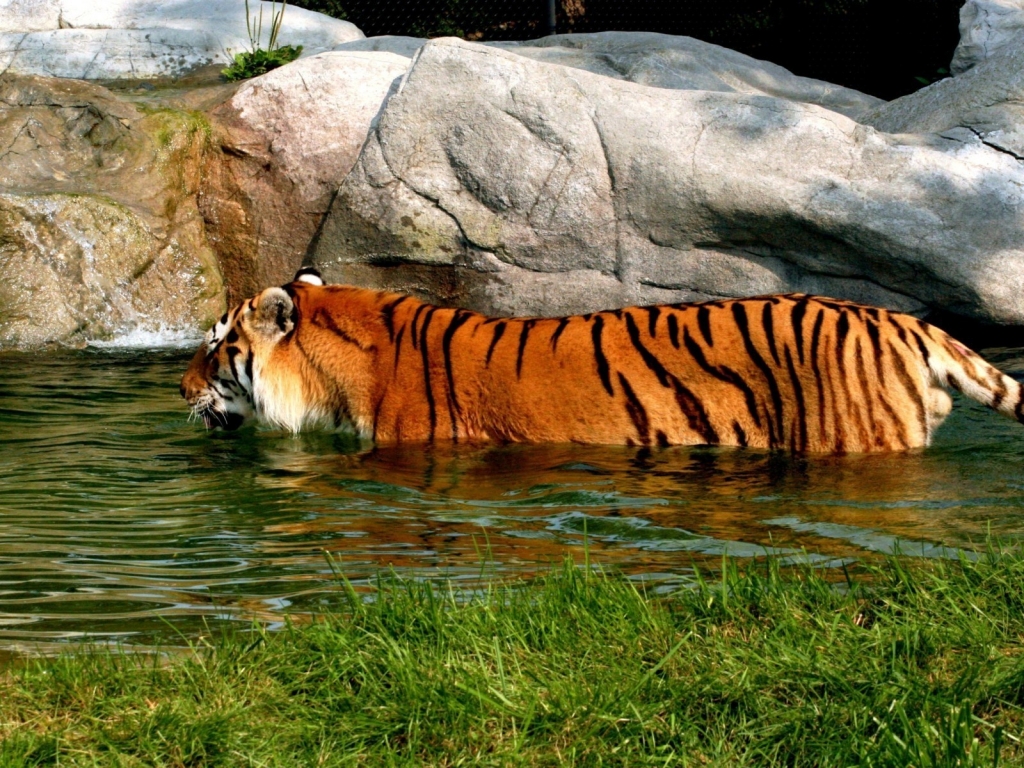 Tiger in Water for 1024 x 768 resolution