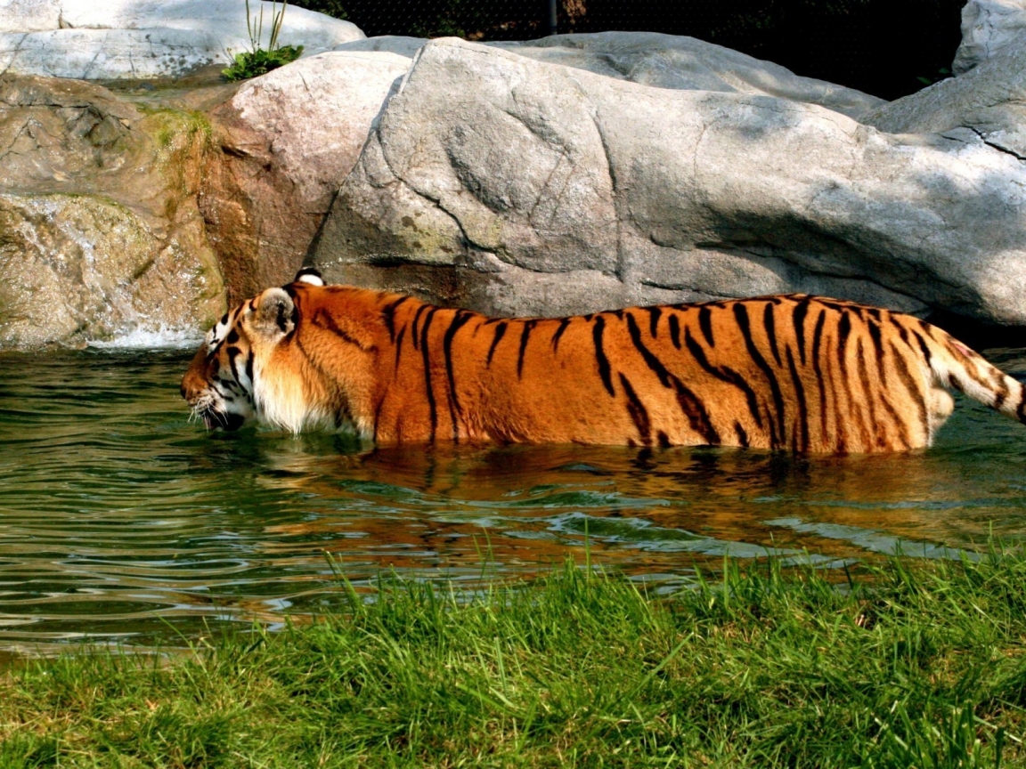 Tiger in Water for 1152 x 864 resolution