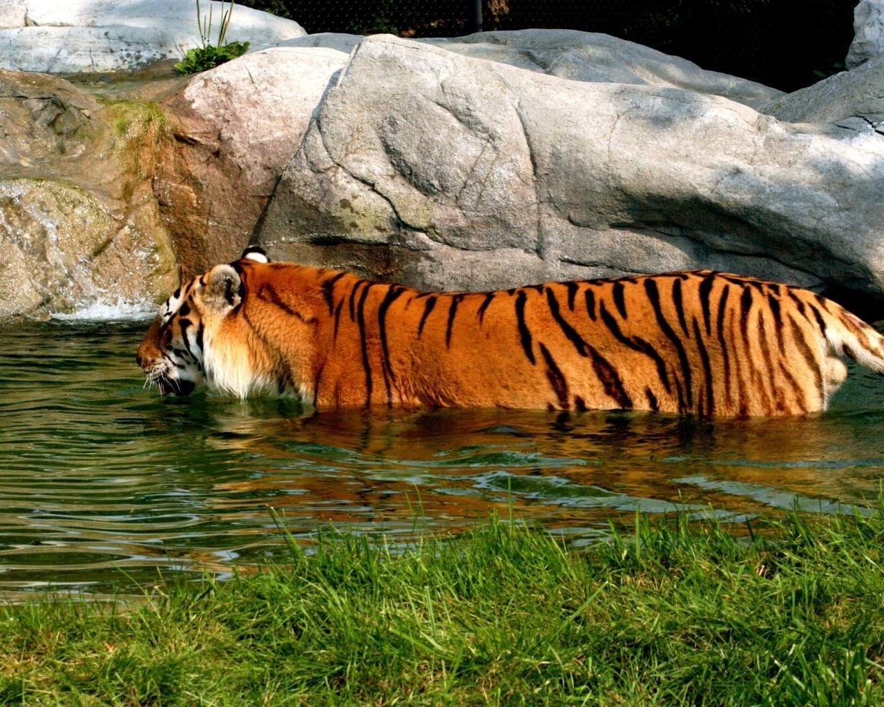 Tiger in Water for 1280 x 1024 resolution
