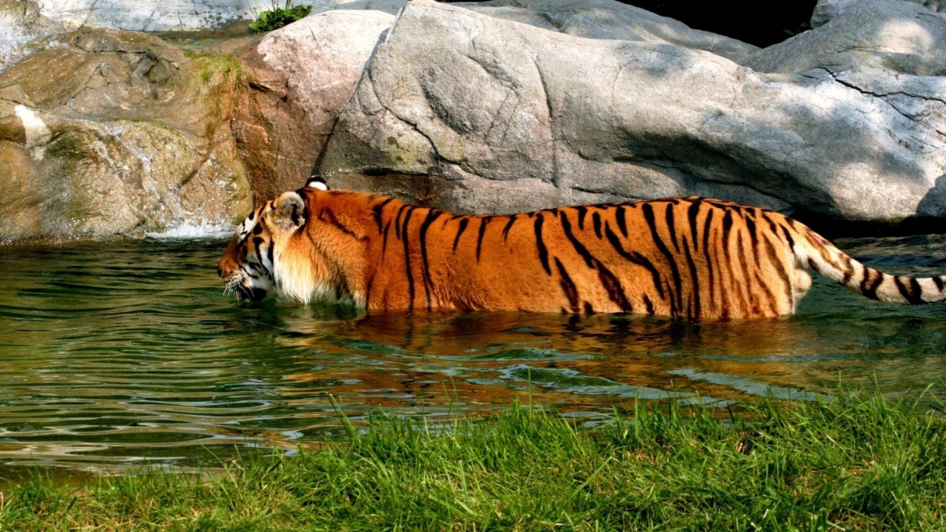 Tiger in Water for 1366 x 768 HDTV resolution