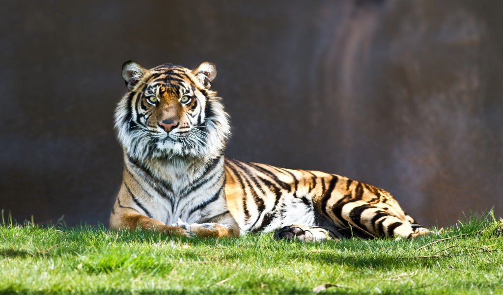 Tiger Thinking for 1024 x 600 widescreen resolution
