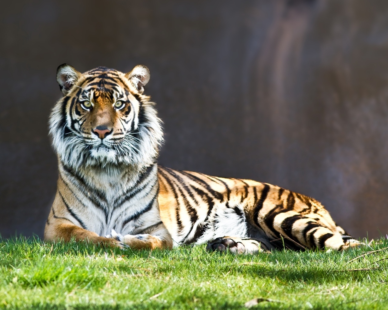 Tiger Thinking for 1280 x 1024 resolution