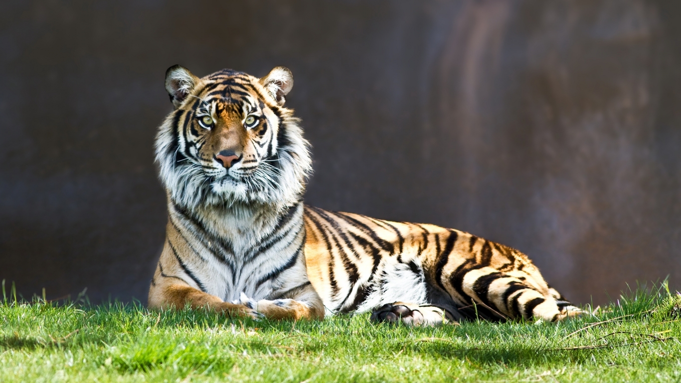 Tiger Thinking for 1366 x 768 HDTV resolution