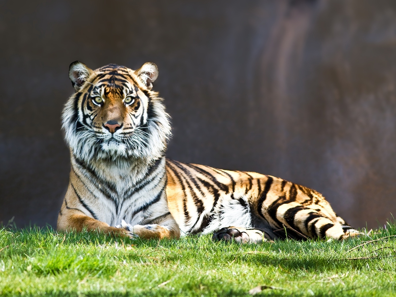Tiger Thinking for 1600 x 1200 resolution