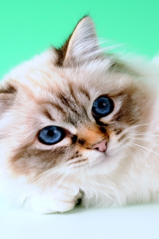 Tiny Birman Cat for 320 x 480 iPhone resolution