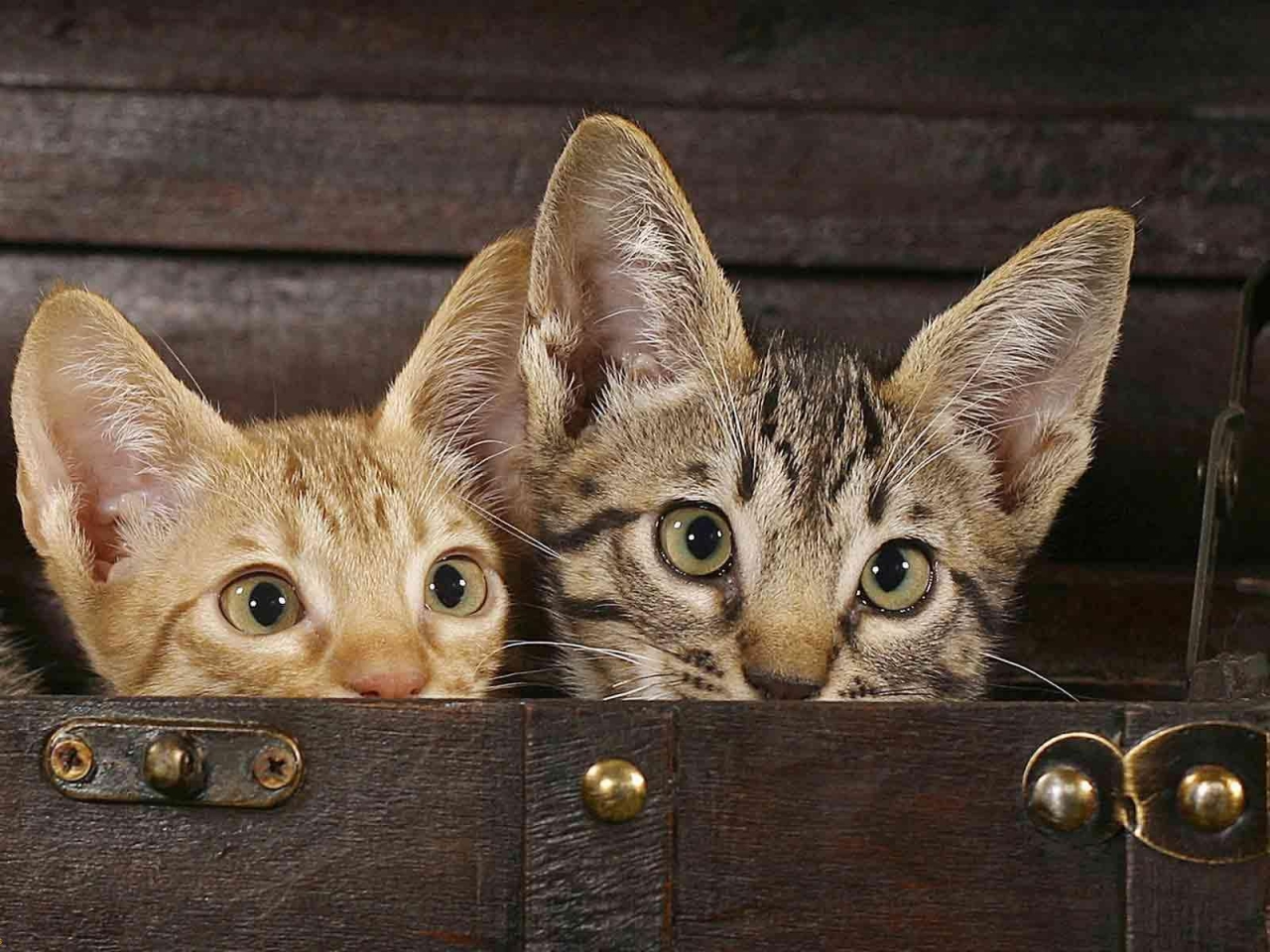 Tiny Savannah Cats for 1280 x 960 resolution