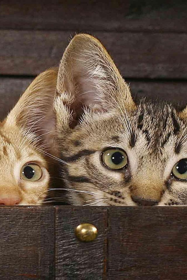 Tiny Savannah Cats for 640 x 960 iPhone 4 resolution
