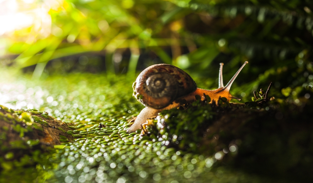 Tiny Snail on Green Grass  for 1024 x 600 widescreen resolution