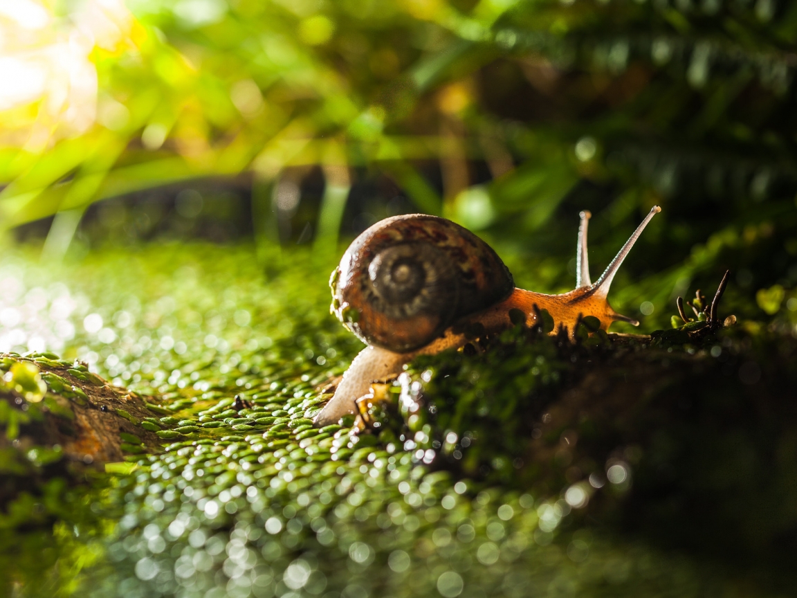 Tiny Snail on Green Grass  for 1152 x 864 resolution