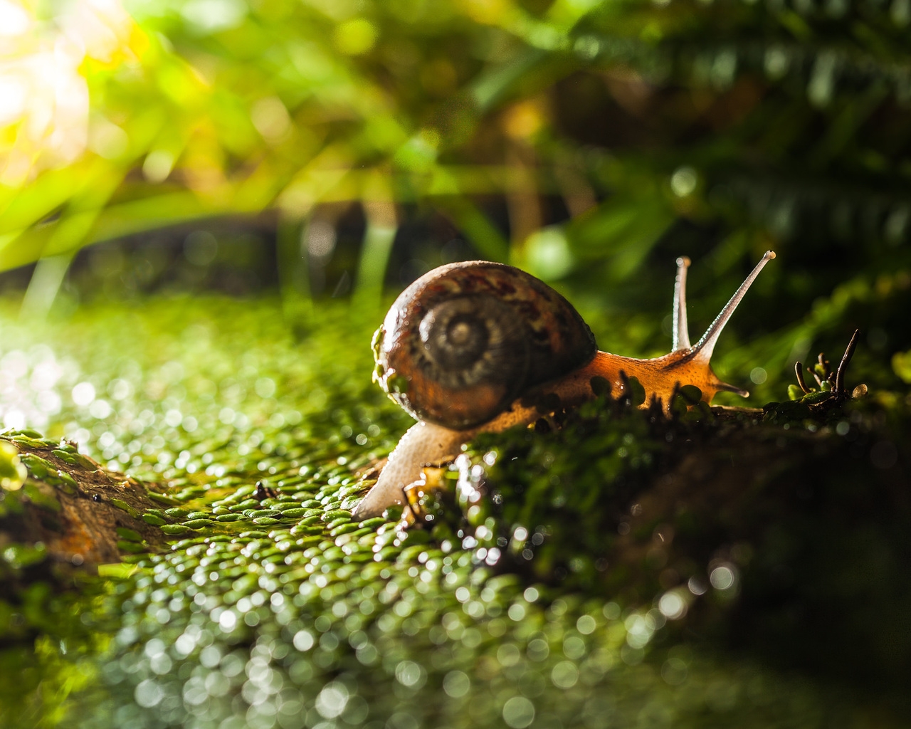 Tiny Snail on Green Grass  for 1280 x 1024 resolution
