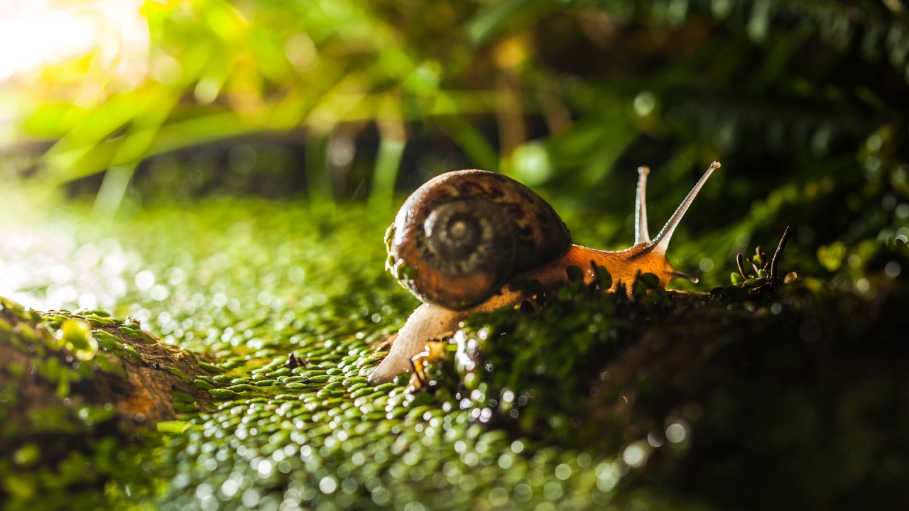 Tiny Snail on Green Grass  for 1280 x 720 HDTV 720p resolution
