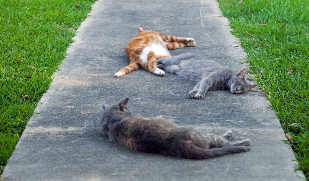 Tired cats for 1024 x 600 widescreen resolution