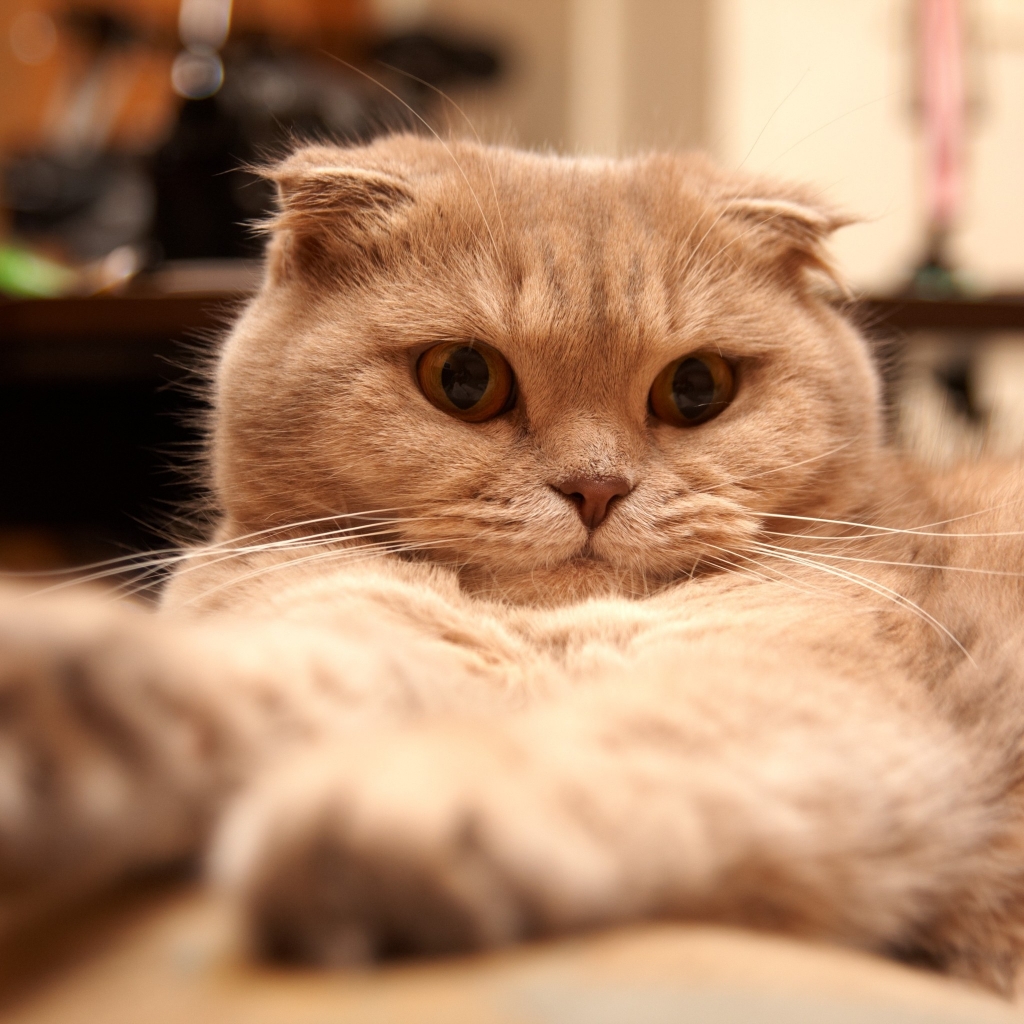 Tired Scottish Fold Cat for 1024 x 1024 iPad resolution