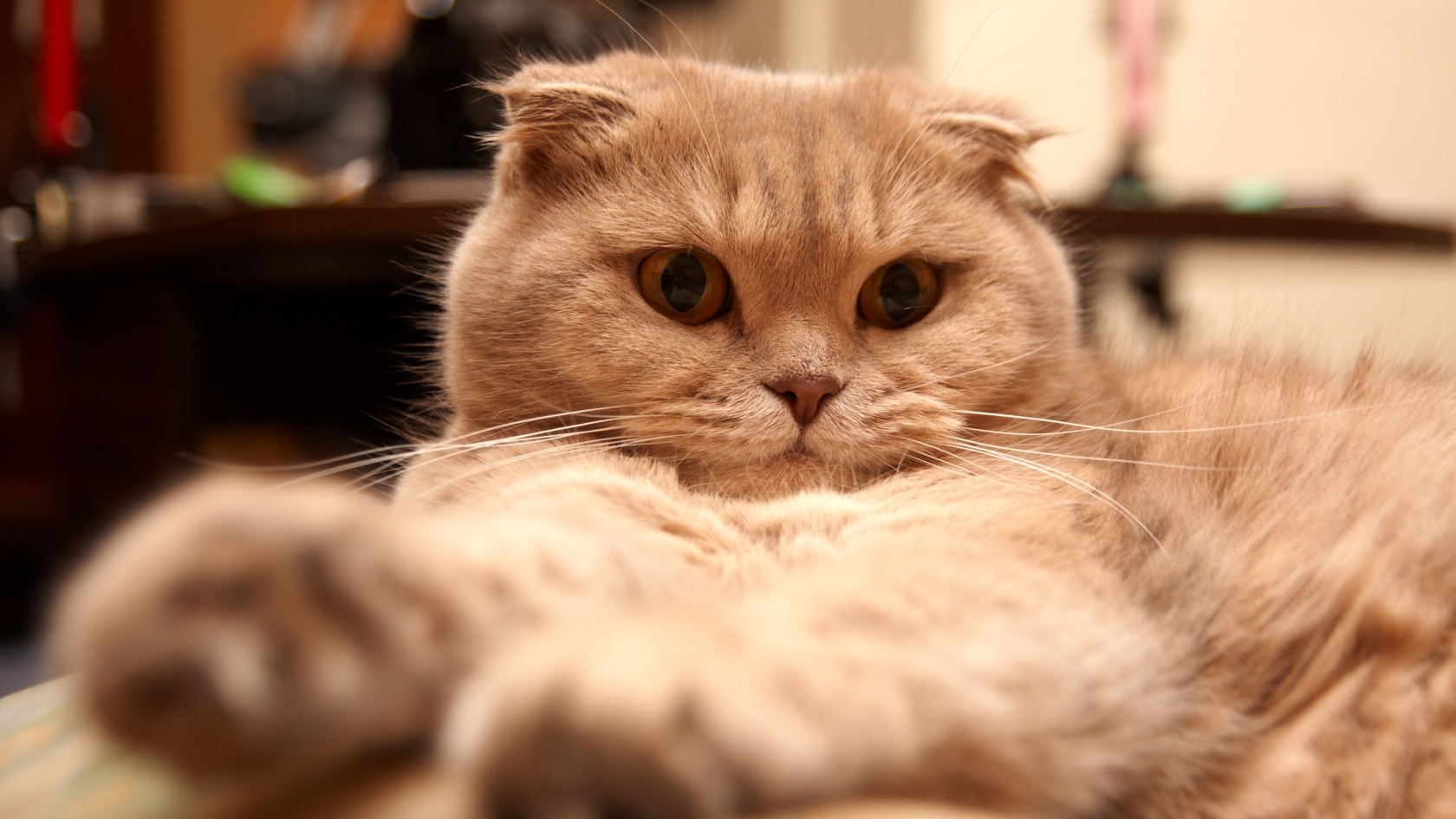 Tired Scottish Fold Cat for 1680 x 945 HDTV resolution