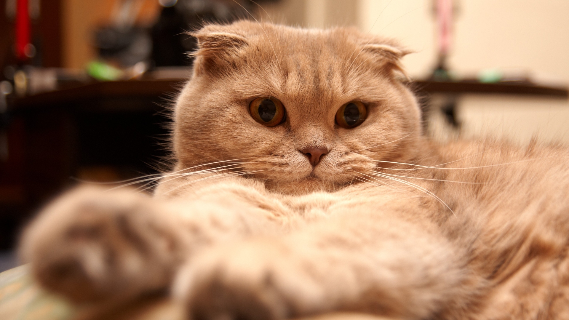 Tired Scottish Fold Cat for 1920 x 1080 HDTV 1080p resolution