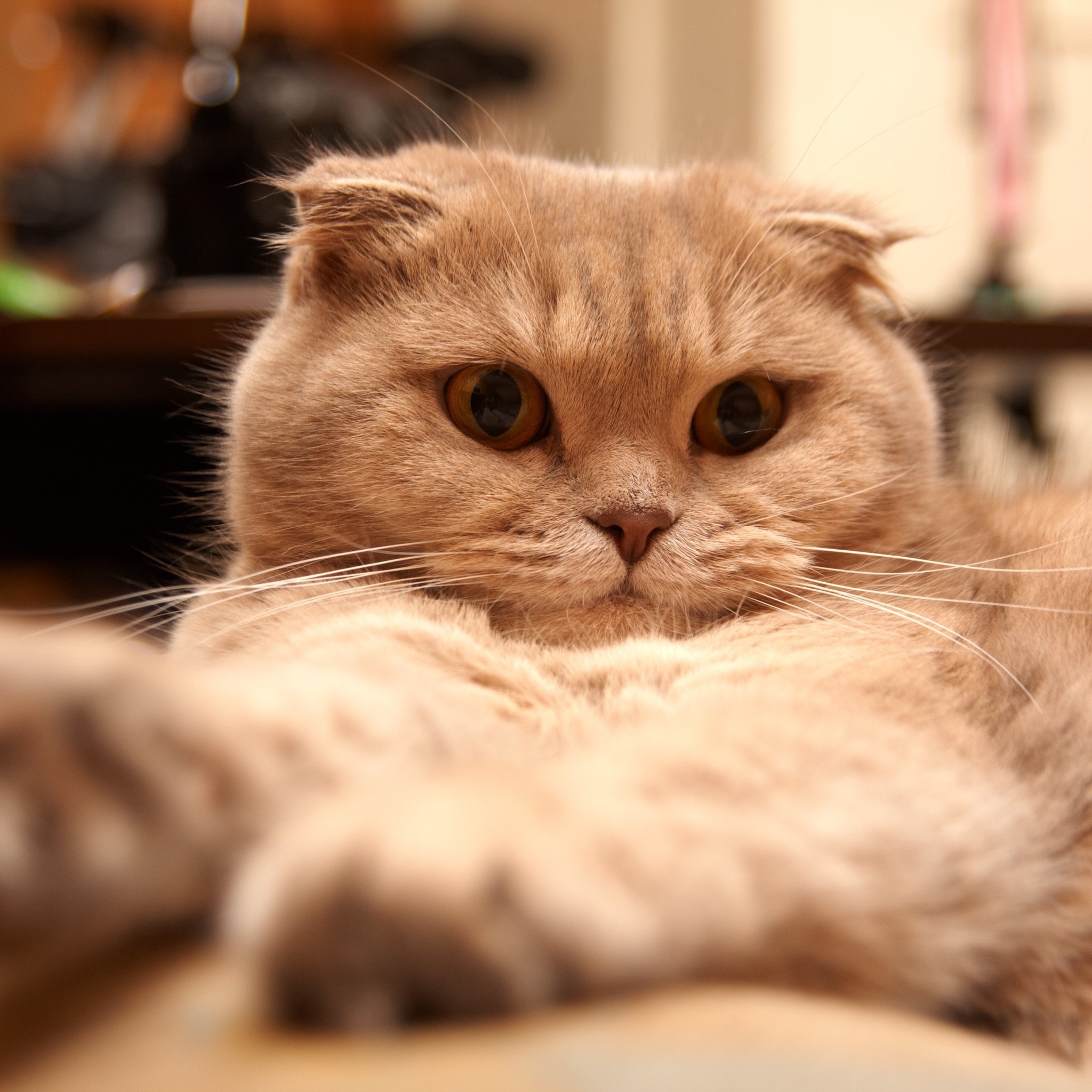 Tired Scottish Fold Cat for 2048 x 2048 New iPad resolution