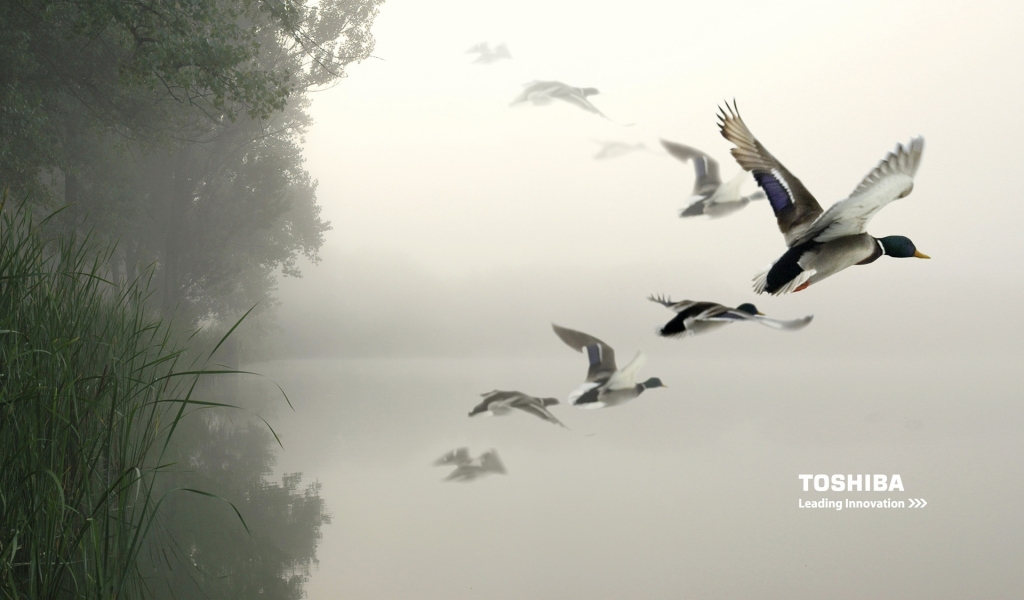 Toshiba birds in the air for 1024 x 600 widescreen resolution
