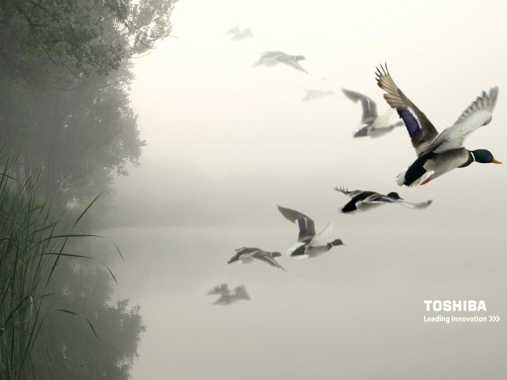 Toshiba birds in the air for 1024 x 768 resolution