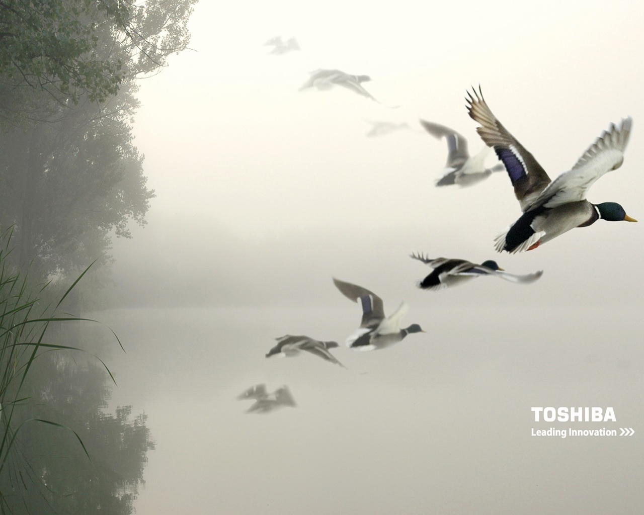 Toshiba birds in the air for 1280 x 1024 resolution