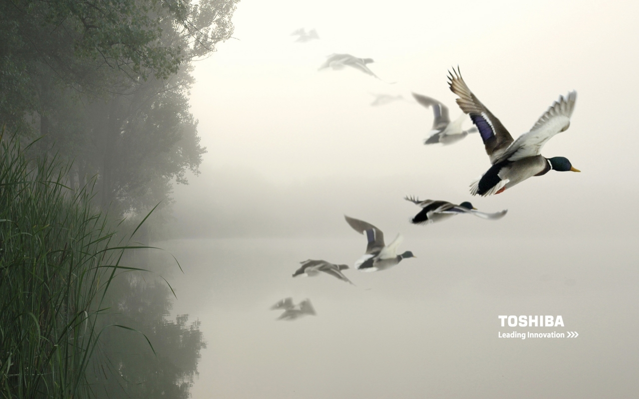 Toshiba birds in the air for 1280 x 800 widescreen resolution