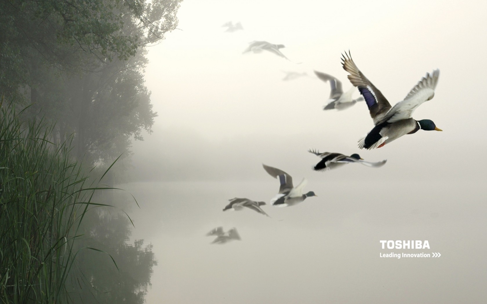 Toshiba birds in the air for 1680 x 1050 widescreen resolution