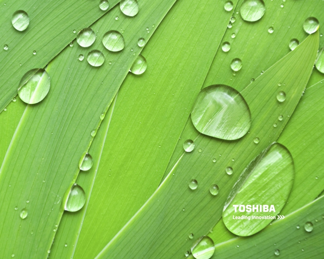 Toshiba natural green for 1280 x 1024 resolution