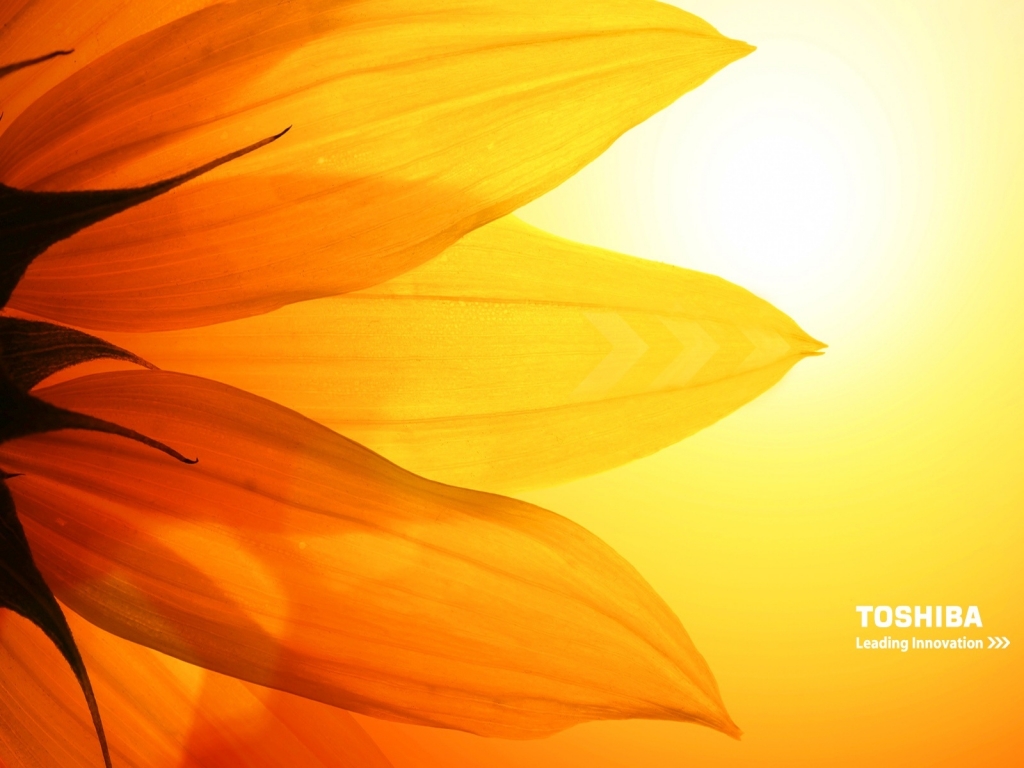 Toshiba sunflower for 1024 x 768 resolution
