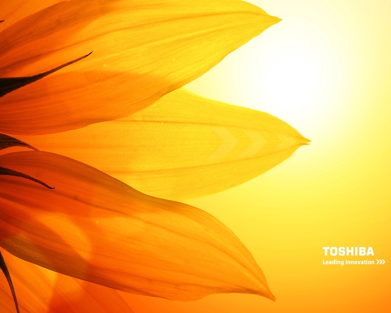 Toshiba sunflower for 1280 x 1024 resolution