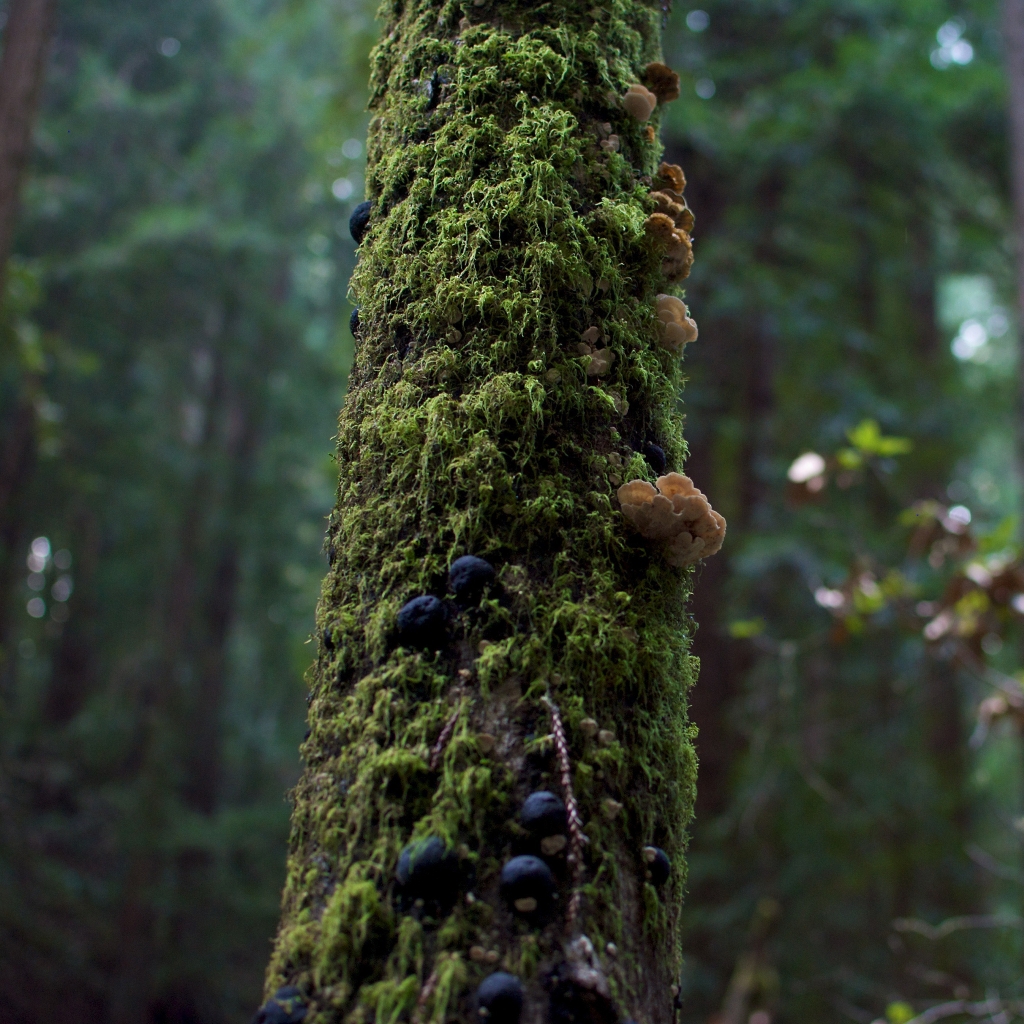 Tree Moss and Mushrooms for 1024 x 1024 iPad resolution
