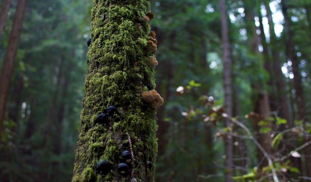 Tree Moss and Mushrooms for 1024 x 600 widescreen resolution